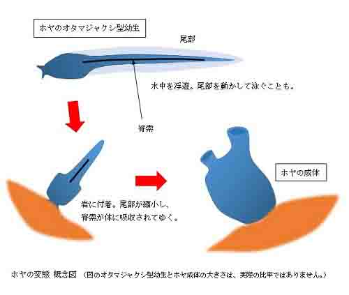 ホヤ 幼生構造: ホヤ オタマジャクシ幼生 – ALQO