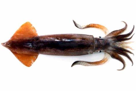 イカ 青い血 アカクラゲのブログ