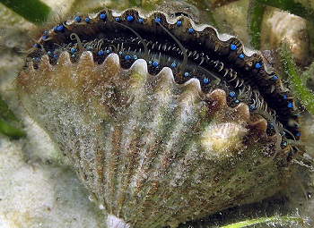 ホタテ貝 80個の目 アカクラゲのブログ