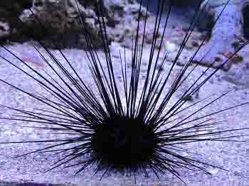 Echinoderms