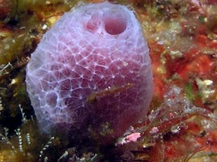 Sponges